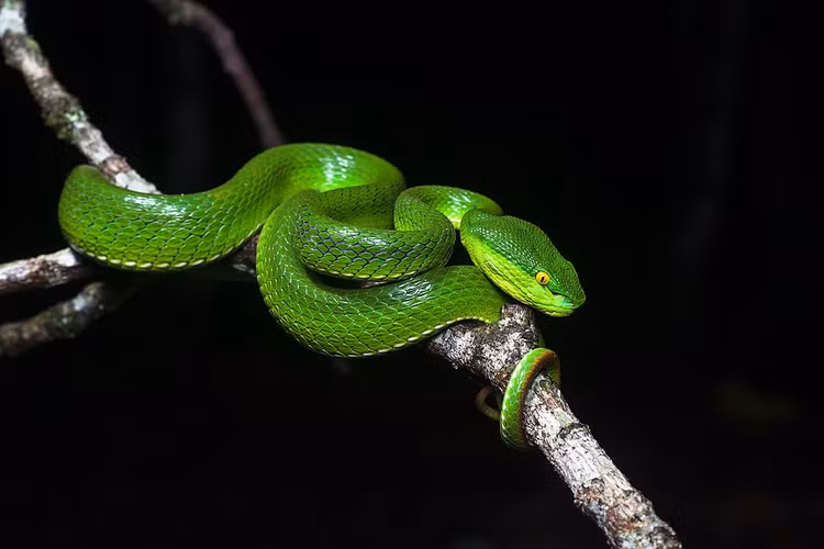 Top loai ran dep me nhung doc chet nguoi, co day o Viet Nam