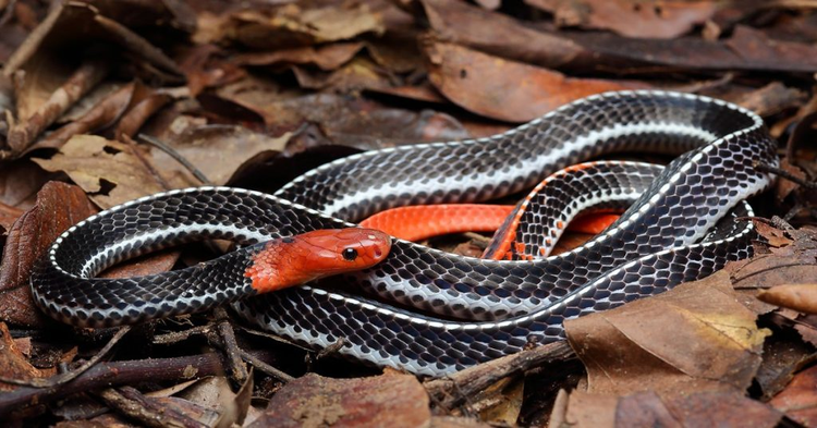 Top loai ran dep me nhung doc chet nguoi, co day o Viet Nam-Hinh-12