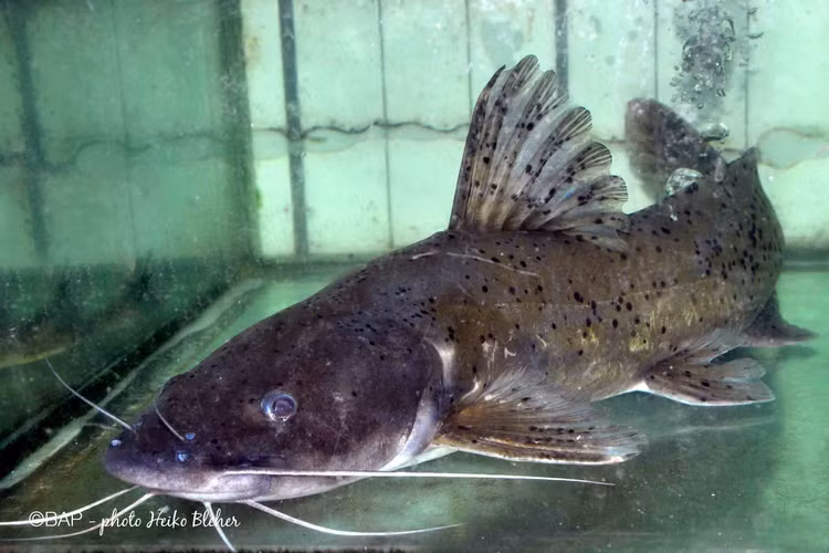 Loai ca du chua doc to nhung van duoc san lung rao riet vi...-Hinh-2