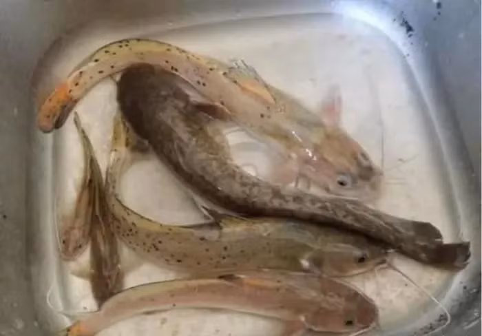 Loai ca du chua doc to nhung van duoc san lung rao riet vi...-Hinh-5