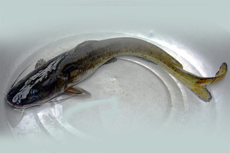 Loai ca du chua doc to nhung van duoc san lung rao riet vi...-Hinh-8