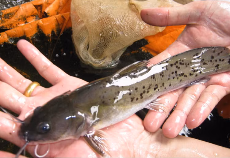 Loai ca du chua doc to nhung van duoc san lung rao riet vi...-Hinh-3