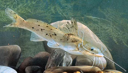 Loai ca du chua doc to nhung van duoc san lung rao riet vi...