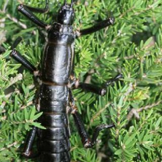 Bọ que Lord Howe (tên khoa học: Dryococelus australis), còn gọi là "tôm hùm cây", là loài côn trùng độc đáo sống trên đảo này, với chiều dài khoảng 15 cm và cân nặng 25 gram.