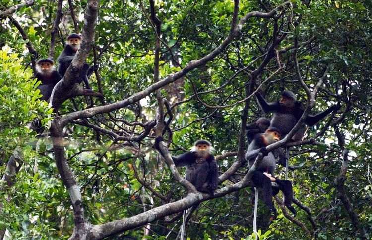 Vooc cha va cuc hiem bat ngo vao chua Phu Yen 