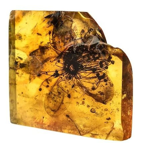 Bat ngotim thay vien da quy 'vo song' o Nam Cuc-Hinh-8