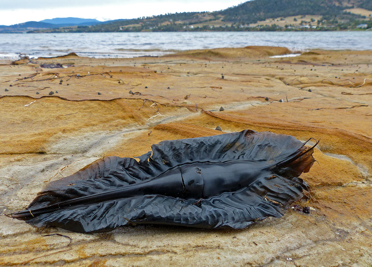 Tim ra 'chan tuong' vat the la tren bo bien, dan tinh soc nang-Hinh-3