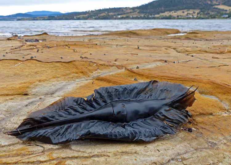 Tim ra 'chan tuong' vat the la tren bo bien, dan tinh soc nang-Hinh-3