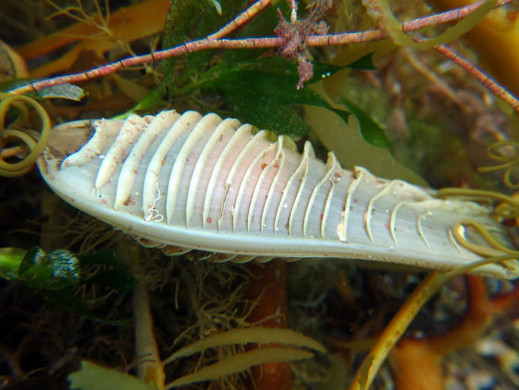 Tim ra 'chan tuong' vat the la tren bo bien, dan tinh soc nang-Hinh-6