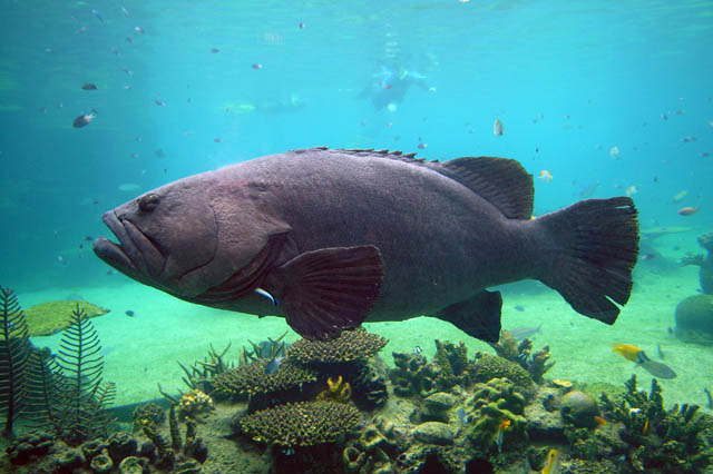 'Quai ngu' hon 130kg bat ngo lot luoi, ngu dan hot hoang-Hinh-4