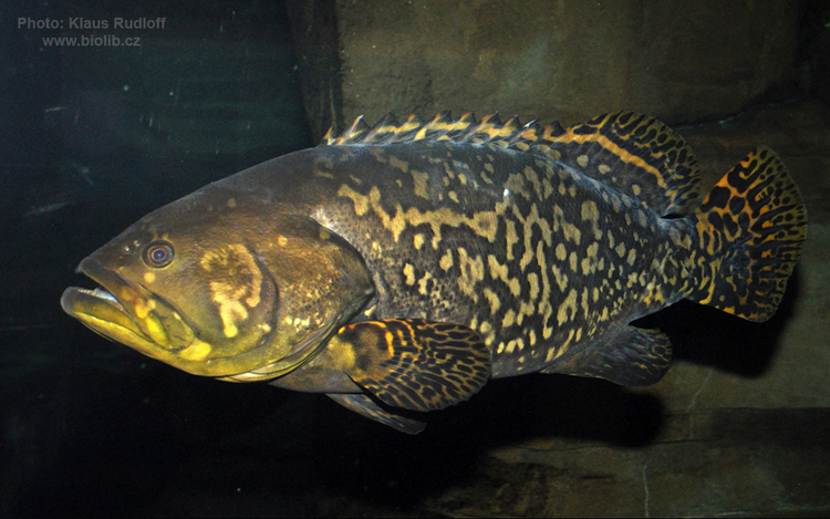 'Quai ngu' hon 130kg bat ngo lot luoi, ngu dan hot hoang-Hinh-2