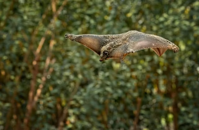 Loai vat doc di nhat Viet Nam, la thu nhung bay luon nhu chim-Hinh-7