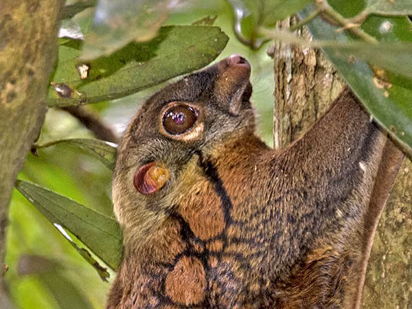 Loai vat doc di nhat Viet Nam, la thu nhung bay luon nhu chim