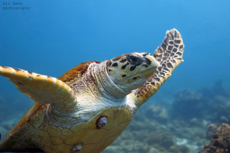 Ca the rua bien duoc tha o Ly Son la loai sieu hiem-Hinh-7