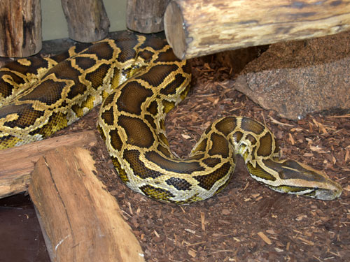 Tran hoa 'lac' vao vuon nha dan o Ha Tinh la loai cuc quy-Hinh-8