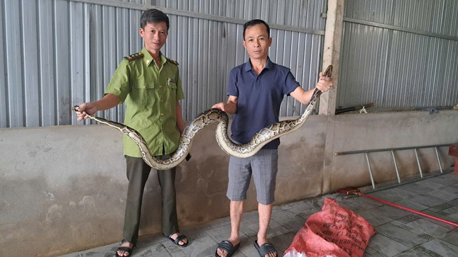 Tran hoa 'lac' vao vuon nha dan o Ha Tinh la loai cuc quy-Hinh-2