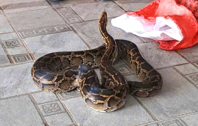 Tran hoa 'lac' vao vuon nha dan o Ha Tinh la loai cuc quy