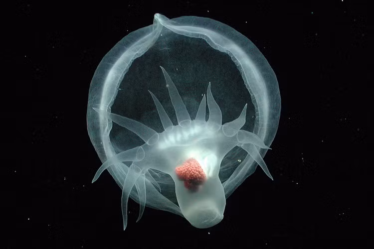 Sinh vat 'ma quai' chua tung duoc biet den, phat sang duoi day bien-Hinh-3