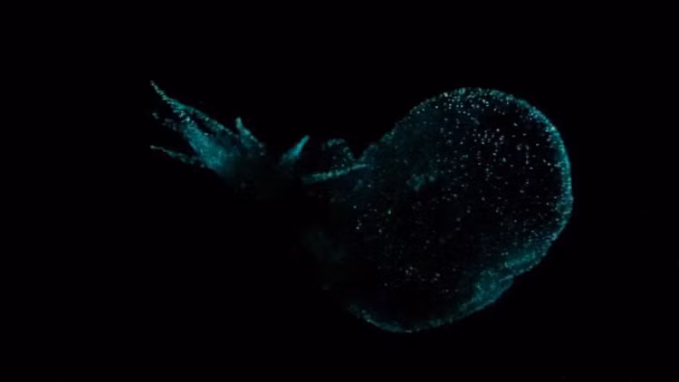 Sinh vat 'ma quai' chua tung duoc biet den, phat sang duoi day bien-Hinh-6