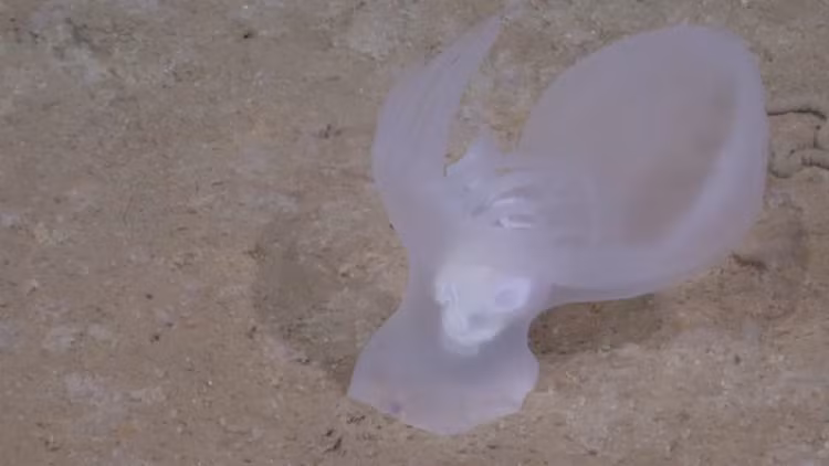 Sinh vat 'ma quai' chua tung duoc biet den, phat sang duoi day bien-Hinh-5