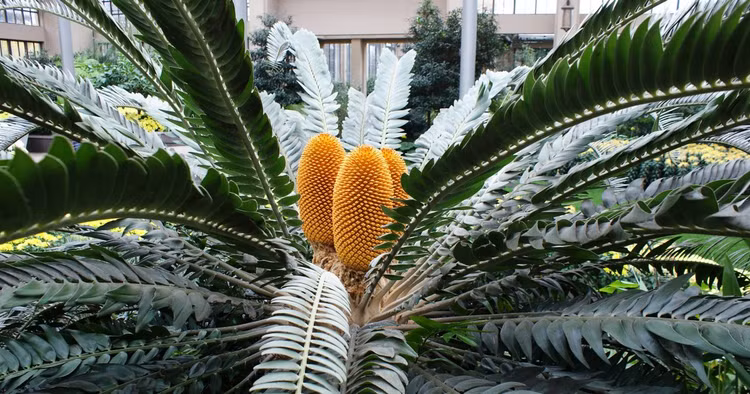 Loai cay 'lac que' nhat hanh tinh, the gioi chi co dung 1 cay-Hinh-2