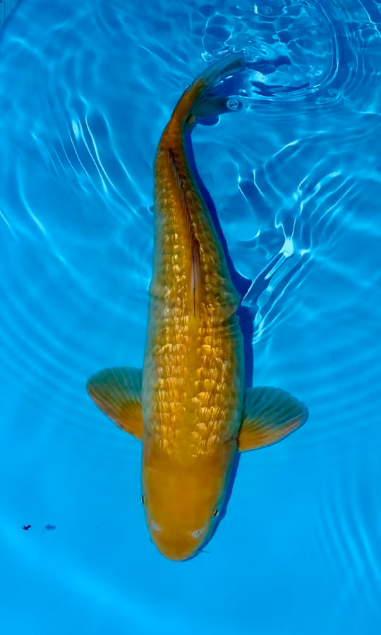 'Kim ngu' lot luoi, can thu mung hum khi biet lai lich that-Hinh-8