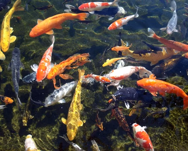 'Kim ngu' lot luoi, can thu mung hum khi biet lai lich that-Hinh-5