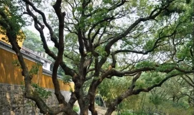 Loai cay hiem nhat tren the gioi, duoc bao ve nghiem ngat 24/24-Hinh-2