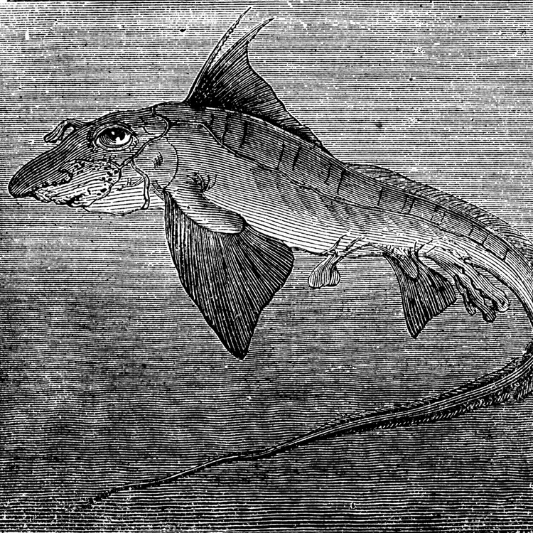 Sinh vat bi an nhat qua dat, co cai ten day 'ma mi'-Hinh-8