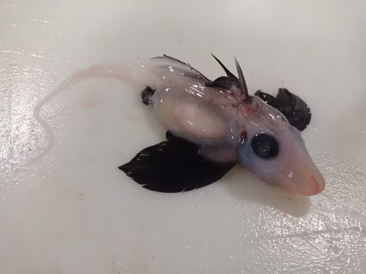 Sinh vat bi an nhat qua dat, co cai ten day 'ma mi'