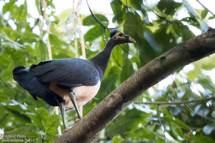 Giat minh loai chim hiem, moi no da biet bay, tu kiem moi-Hinh-7