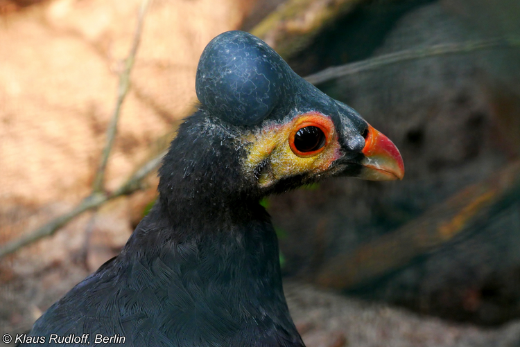Giat minh loai chim hiem, moi no da biet bay, tu kiem moi