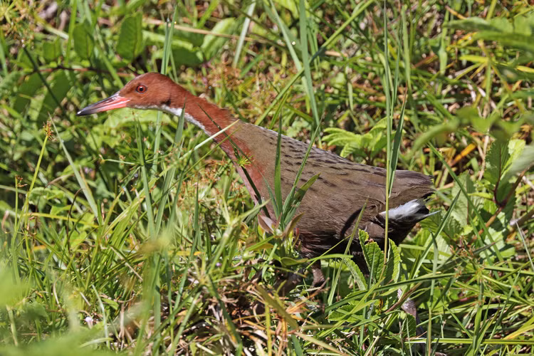 Kinh ngac loai chim 'hoi sinh' sau 136.000 nam tuyet chung
