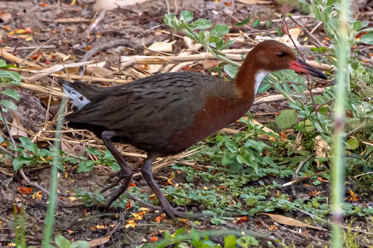 Kinh ngac loai chim 'hoi sinh' sau 136.000 nam tuyet chung-Hinh-6
