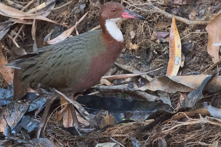 Kinh ngac loai chim 'hoi sinh' sau 136.000 nam tuyet chung-Hinh-2