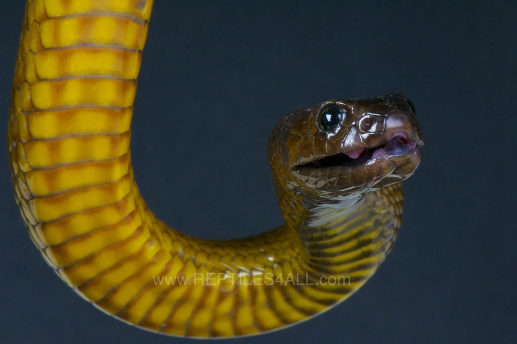 Loai ran doc nhat the gian, vai miligram noc co the doat mang tram nguoi-Hinh-8