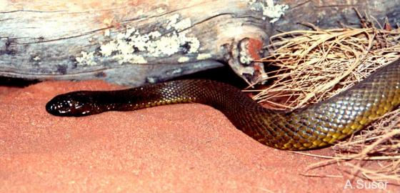 Loai ran doc nhat the gian, vai miligram noc co the doat mang tram nguoi-Hinh-7