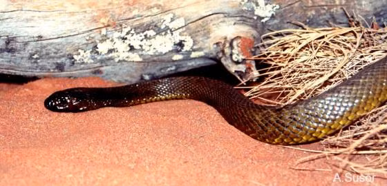 Loai ran doc nhat the gian, vai miligram noc co the doat mang tram nguoi-Hinh-7