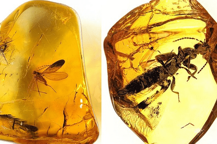 Hòn đá dùng chặn cửa hàng chục năm, ai ngờ là "báu vật" tiền tỷ - Hình 4 Hon da dung chan cua hang chuc nam, ai ngo la