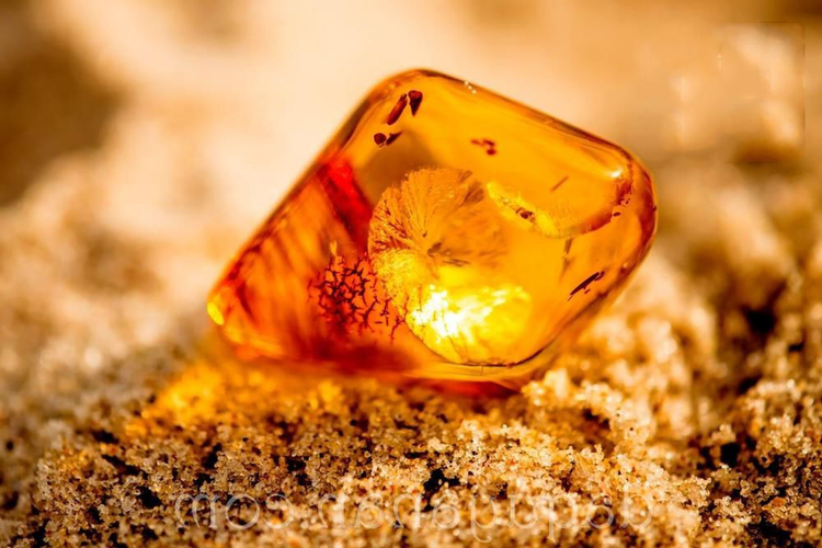 Hòn đá dùng chặn cửa hàng chục năm, ai ngờ là "báu vật" tiền tỷ - Hình 3 Hon da dung chan cua hang chuc nam, ai ngo la