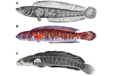 Loai ca quy hiem nhat TG bat ngo 'tai xuat' sau 85 nam tuyet chung-Hinh-8