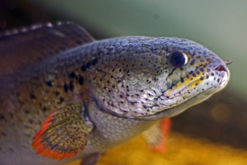 Loai ca quy hiem nhat TG bat ngo 'tai xuat' sau 85 nam tuyet chung-Hinh-4