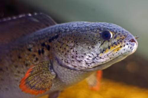 Loai ca quy hiem nhat TG bat ngo 'tai xuat' sau 85 nam tuyet chung-Hinh-4