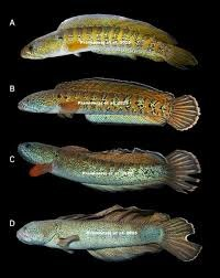 Loai ca quy hiem nhat TG bat ngo 'tai xuat' sau 85 nam tuyet chung-Hinh-3