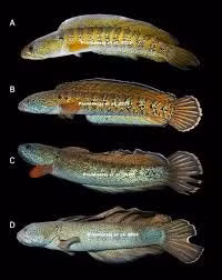 Loai ca quy hiem nhat TG bat ngo 'tai xuat' sau 85 nam tuyet chung-Hinh-3