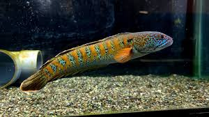 Loai ca quy hiem nhat TG bat ngo 'tai xuat' sau 85 nam tuyet chung-Hinh-6