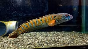 Loai ca quy hiem nhat TG bat ngo 'tai xuat' sau 85 nam tuyet chung-Hinh-6