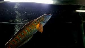 Loai ca quy hiem nhat TG bat ngo 'tai xuat' sau 85 nam tuyet chung-Hinh-7