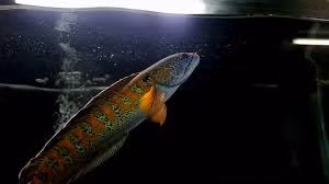 Loai ca quy hiem nhat TG bat ngo 'tai xuat' sau 85 nam tuyet chung-Hinh-7