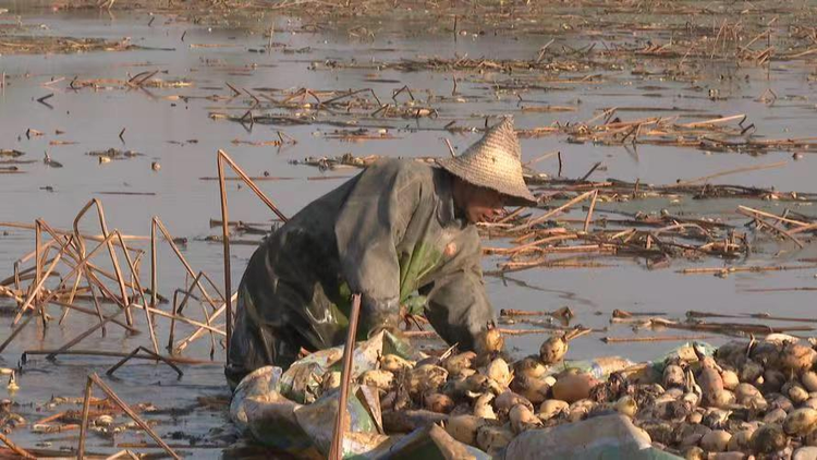 Dao ao sau nha, lao nong vo oa phat hien 10kg vang “dac biet”